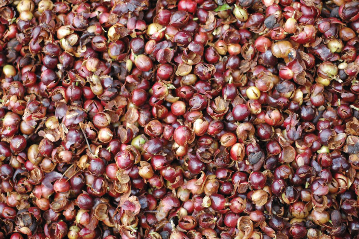 LA Magazine — cascara from waste to wellness, One Tree Hill Farms